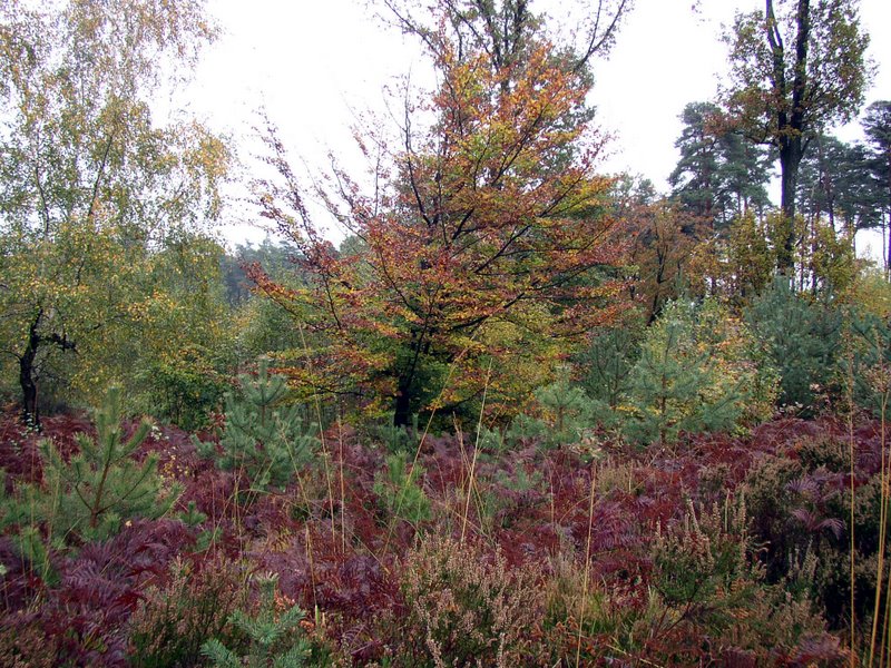 Champignons Le Mesle 12